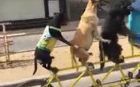 Dogs Riding A Bicycle - Animals - VIDEOTIME.COM