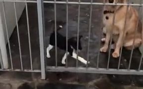Dog Sad For His Mate - Animals - VIDEOTIME.COM