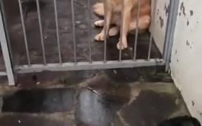 Dog Sad For His Mate - Animals - VIDEOTIME.COM