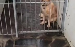 Dog Sad For His Mate