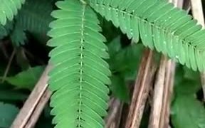 Have You Ever Seen This Amazingly Shy Plant? - Fun - VIDEOTIME.COM