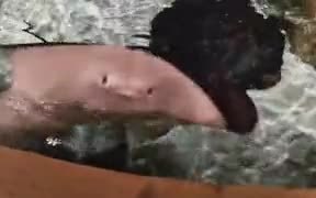 Weird Stingray In The Pool - Animals - VIDEOTIME.COM