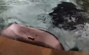 Weird Stingray In The Pool