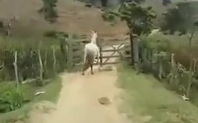 Smart Horse Know How To Open A Gate - Animals - VIDEOTIME.COM