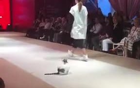 Cat Walking On The Ramp
