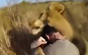 Have You Shoved A Tiger To Hug A Lion? - Animals - VIDEOTIME.COM