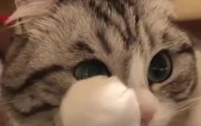 When You Call Your Kitten By Its Full Name - Animals - VIDEOTIME.COM