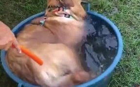 Tub Swim Time For Pupper