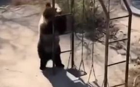 What A Flexible Bear