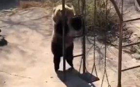 What A Flexible Bear - Animals - VIDEOTIME.COM