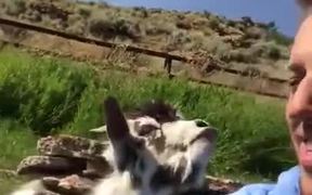 The Smartest Goat - Animals - VIDEOTIME.COM