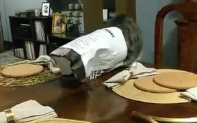 Cats Love French Fries Too - Animals - VIDEOTIME.COM