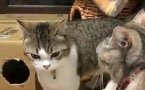 This Is The Best Cat Cuddle Till Date! - Animals - VIDEOTIME.COM