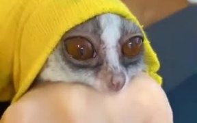 What A Cute Bush Baby! - Animals - VIDEOTIME.COM