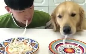 Meet The Hungriest Dog Of This Planet! - Animals - VIDEOTIME.COM