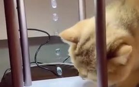 Kitten Demands To Reveal The Trick Right Now - Animals - VIDEOTIME.COM