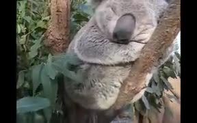 The Chubby Face Koala Is Here For You - Animals - VIDEOTIME.COM