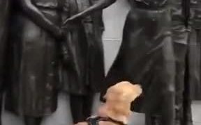 Doggo Wants Some Love! - Animals - VIDEOTIME.COM