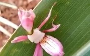 The Cutest Mantis - Animals - VIDEOTIME.COM