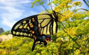 The Butterfly Year in Review - Animals - VIDEOTIME.COM