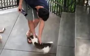 Encounter With A Playful Cat