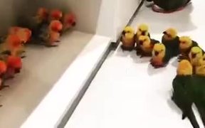 Angry Little Birdies Fight Too - Animals - VIDEOTIME.COM