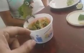Knives And Parrots Are Arch Enemies - Animals - VIDEOTIME.COM