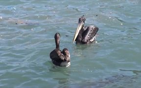 Pelican Birds - Animals - VIDEOTIME.COM