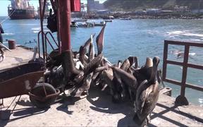 Pelican Birds