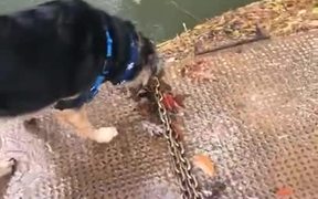 Some Nervous Dogs Hate Swimming