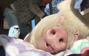A Pig Who Is Enjoying Life More Than You - Animals - VIDEOTIME.COM