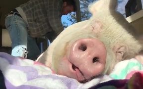 A Pig Who Is Enjoying Life More Than You