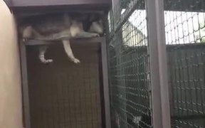 Husky Escaping Captive State