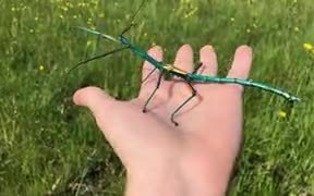 Of Stick Insects And Creativity