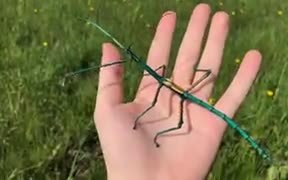 Of Stick Insects And Creativity - Animals - VIDEOTIME.COM