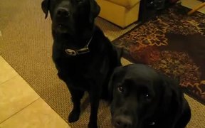 Funny Dog Snitches On Sibling