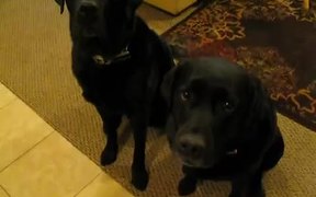Funny Dog Snitches On Sibling