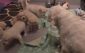 Dog Mother Teaches Her Puppies - Animals - VIDEOTIME.COM