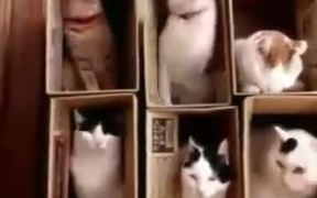 Set Of Open Boxes With Cats In Them