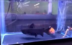 Fish Turns Into A Dangerous Cannibal