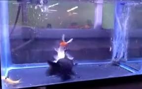 Fish Turns Into A Dangerous Cannibal - Animals - VIDEOTIME.COM