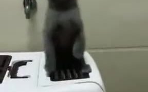Find Friends Who Can Sync With You Like These Cats - Animals - VIDEOTIME.COM