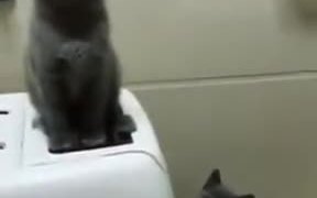 Find Friends Who Can Sync With You Like These Cats - Animals - VIDEOTIME.COM