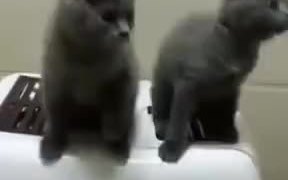 Find Friends Who Can Sync With You Like These Cats
