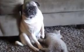 The Dog’s Cry For Help Is Visible In Its Eyes - Animals - VIDEOTIME.COM