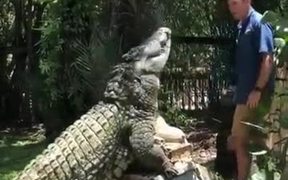 Good Boy Crocodile! - Animals - VIDEOTIME.COM