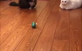 Cat’s Reaction Towards The Things You Get Them - Animals - VIDEOTIME.COM