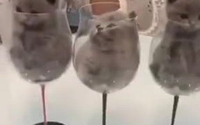 A Glass Of Kittens On The Rocks, Please