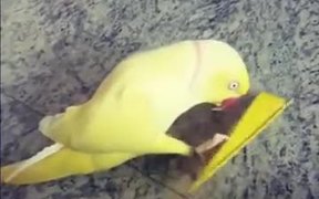 How Parrot Actually Flirt