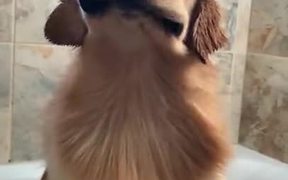 No Wonder People Like Dogs More Than Humans - Animals - VIDEOTIME.COM